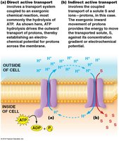 Direct and indirect active transport mechanisms