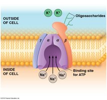 Structure of the Na+/K+ ATPase