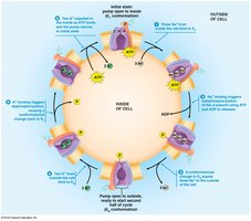 Na+/K+ pump conformational cycle