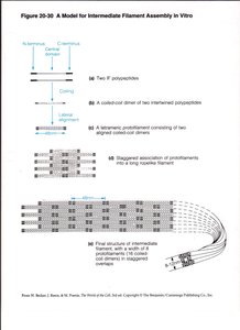 Structural similarities of intermediate filament proteins