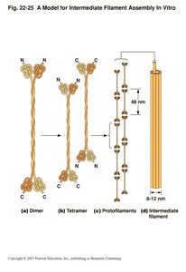 Model for intermediate filament assembly in vitro