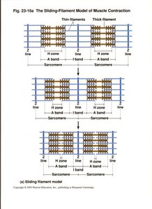 Structure of thin filament with troponin and tropomyosin