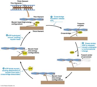 Calcium regulation of muscle contraction