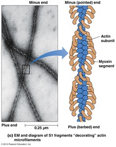 EM and diagram of S1 fragments decorating actin microfilaments