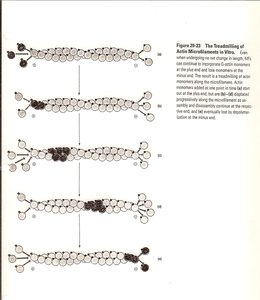 The Treadmilling of Actin Microfilaments In Vitro