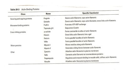 Table of actin-binding proteins