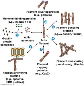 Actin-binding proteins and their functions