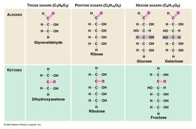 Condensation synthesis of maltose and sucrose