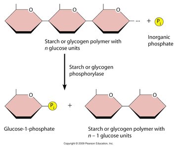 Phosphorolytic cleavage of glycogen or starch