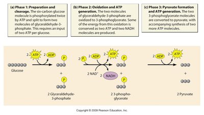 Overview of glycolytic pathway