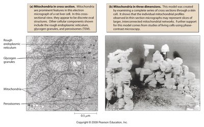 Mitochondrial structure and compartments