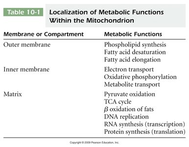 Table of mitochondrial metabolic functions