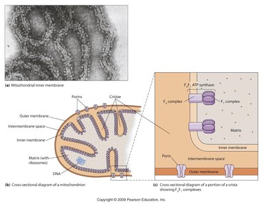 ATP synthase structure and function