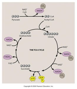 Krebs cycle diagram