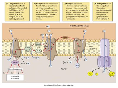 Q cycle in electron transport chain