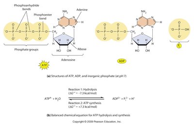 ATP hydrolysis and synthesis reactions