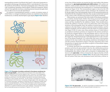 Protein orientation and glycocalyx in the plasma membrane