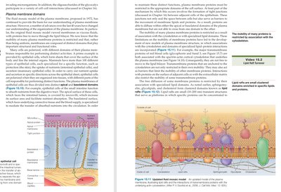 Fluid mosaic model of the plasma membrane