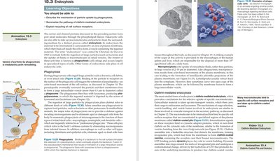 Phagocytosis and endocytosis mechanisms