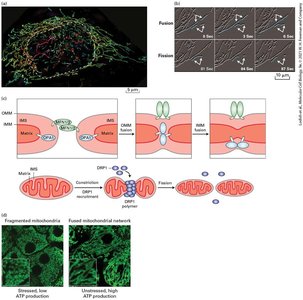 Mitochondrial-ER contact sites and fission