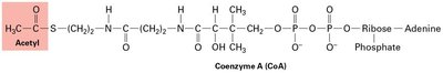 Citric acid cycle reactions and intermediates