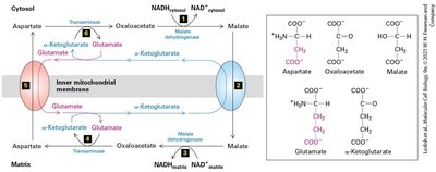 Mitochondrial and peroxisomal fatty acid oxidation