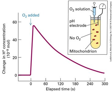 Electron-carrying prosthetic groups in ETC