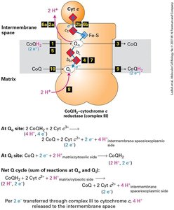 Reduction potential diagram for ETC complexes