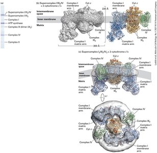 ROS generation and oxidative damage