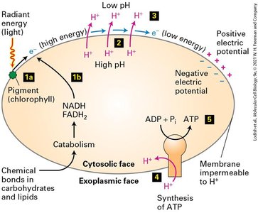 Chemiosmosis and ATP synthesis diagram