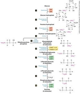 Glycolysis pathway with intermediates and ATP/NADH production