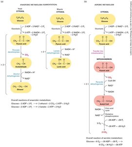 Comparison of anaerobic and aerobic metabolism