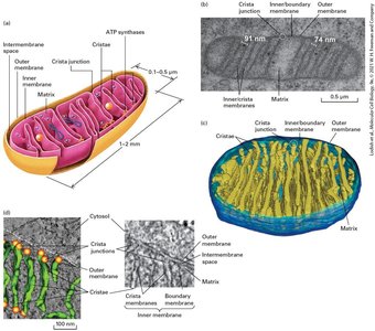 Mitochondrial structure and cristae