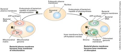 Endosymbiont hypothesis diagram