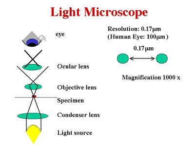 Diagram of a light microscope showing its components and resolution limits
