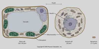Diagram comparing plant, animal, and bacterial cells