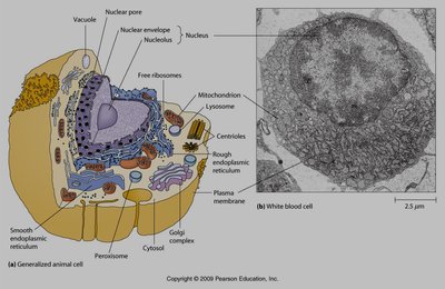 Diagram of a generalized animal cell