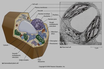 Diagram of a generalized plant cell