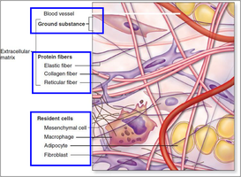 Diagram of ECM showing blood vessels, ground substance, protein fibers, and resident cells