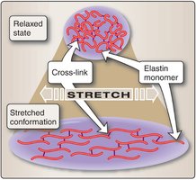Elastin fiber stretch and recoil mechanism