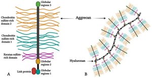 Proteoglycan aggregate with hyaluronic acid backbone and link proteins