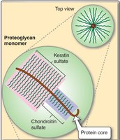 Proteoglycan monomer with chondroitin sulfate and keratan sulfate chains