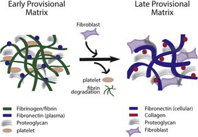Early and late provisional matrix in wound healing