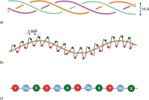Diagram of collagen triple helix and Gly-X-Y repeat structure