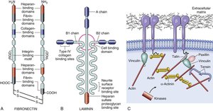 Integrin structure and interaction with ECM and cytoskeleton