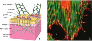 Focal adhesion complex linking actin to ECM