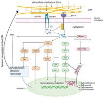 Integrin signaling cascade from ECM to nucleus