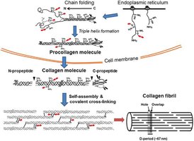 Detailed steps of collagen biosynthesis and fibril assembly