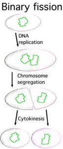 Binary fission diagram