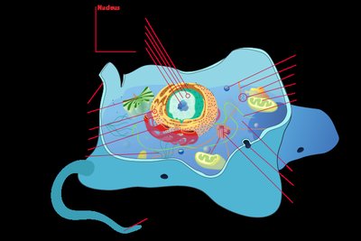 Internal structure of a eukaryotic cell